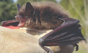 Nocturnal pest control on the farm, By Gary Kenny